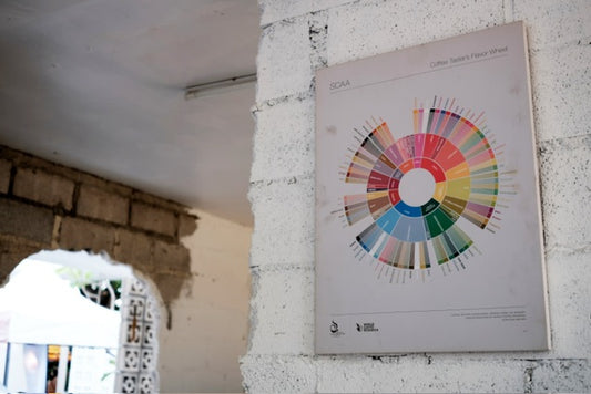 Speciality Coffee Associations coffee flavour wheel. A rainbow coloured lexicon of coffee tasting note discriptors. Image of coffee flavour wheel hanging on white brick wall. 