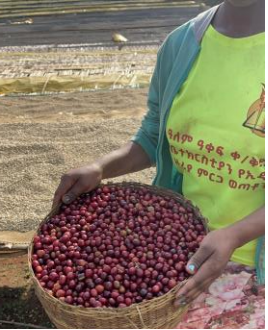 Ethiopia Xinoo, Yirgacheffe Gotiti Gedeb Natural