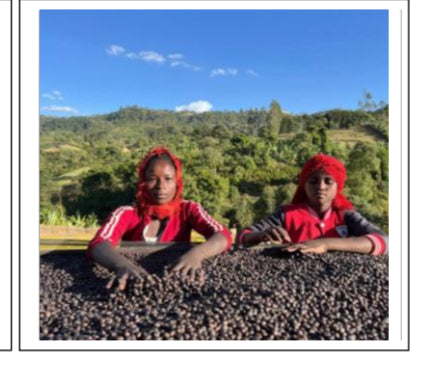 Ethiopia Tulisi, Yirgacheffe/ Red Honey