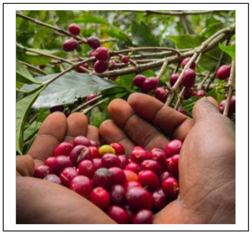 Ethiopia Tulisi, Yirgacheffe/ Red Honey