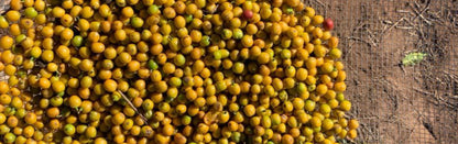 Brazil Santa Monica, Anaerobic Natural Single Origin