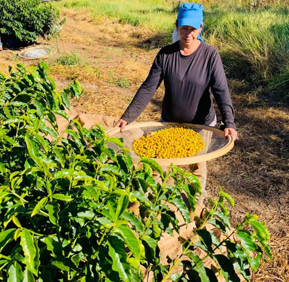 Brazil Santa Monica, Anaerobic Natural Single Origin